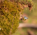 Blue Tit on moss