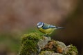 Blue tit Royalty Free Stock Photo