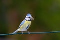 Blue tit