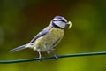 Blue tit