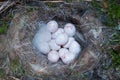 Blue tit nest with eggs Royalty Free Stock Photo