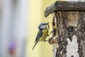 Blue Tit at a nesting box feeding its young with caterpillar