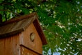 Blue tit nestling bird, cyanistes caeruleus, looking out from bird box about to fledge Royalty Free Stock Photo