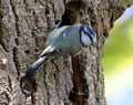 Blue tit next to hole in tree trunk