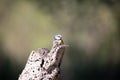 Blue tit, the smallest bird around but very pretty..