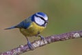 Blue tit, Parus caeruleus