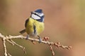 Blue tit, Parus caeruleus Royalty Free Stock Photo