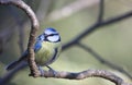 Blue Tit (Parus caeruleus) Royalty Free Stock Photo