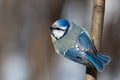 Blue tit, Parus caeruleus