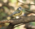 Blue Tit (Parus caeruleus)