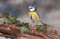 Blue tit (Parus caeruleus)