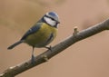 Blue tit (Parus caeruleus) Royalty Free Stock Photo