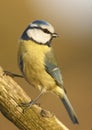 Blue tit (Parus caeruleus) Royalty Free Stock Photo