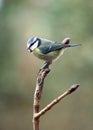 Blue Tit - Parus caeruleus Royalty Free Stock Photo