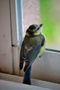 Blue Tit, Parus caeruleus, behind the window of a balcony of an urban development, Havirov, Czech Republic