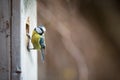 Blue tit Parus caeruleus on a bird house it inhabits Royalty Free Stock Photo