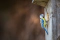 Blue tit Parus caeruleus on a bird house it inhabits