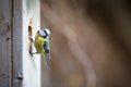 Blue tit Parus caeruleus on a bird house it inhabits