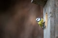 Blue tit Parus caeruleus on a bird house it inhabits