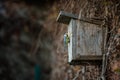 Blue tit Parus caeruleus on a bird house it inhabits