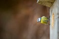 Blue tit Parus caeruleus on a bird house it inhabits Royalty Free Stock Photo