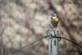 Blue tit Parus caeruleus on a bird house it inhabits Royalty Free Stock Photo