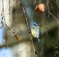 Blue Tit Parus caeruleus on the branch Royalty Free Stock Photo