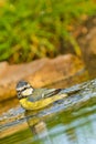 Blue Tit, Parus caeruleus Royalty Free Stock Photo