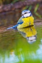 Blue Tit, Forest Pond, Mediterranean Forest, Spain Royalty Free Stock Photo