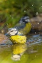 Blue Tit, Forest Pond, Mediterranean Forest, Spain Royalty Free Stock Photo