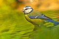 Blue Tit, Forest Pond, Spain Royalty Free Stock Photo