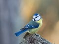 Blue Tit (Parus caeruleus) looking behind Royalty Free Stock Photo