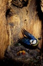 Blue Tit Royalty Free Stock Photo