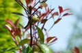 Blue Tit Royalty Free Stock Photo