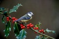 Blue tit, Parus caeruleus