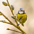 Blue tit willow twig insta