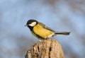 Blue tit - Parus major Royalty Free Stock Photo