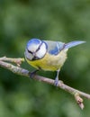 Blue tit perched on apple tree branch Royalty Free Stock Photo