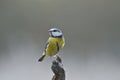 Blue Tit perched on a branch