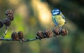 Blue tit perched on a branch with pine cones Royalty Free Stock Photo