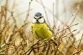 Blue Tit Perched in hedge looking straight on