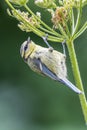 Blue Tit Perched on Hogweed Seed Head Royalty Free Stock Photo