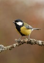 Blue tit perches on a branch Royalty Free Stock Photo