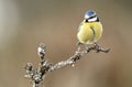 blue tit perches on a twig in the field Royalty Free Stock Photo
