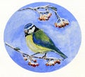 Blue Tit Perching on a Branch with Berries