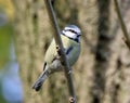 Blue tit perching on branch in front of tree trunk Royalty Free Stock Photo