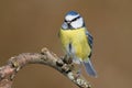 Blue tit perching on curved tree branch Royalty Free Stock Photo