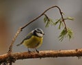 Blue tit on a pine branch Royalty Free Stock Photo