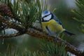 Blue tit on a pine branch Royalty Free Stock Photo