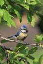 Blue Tit portrait